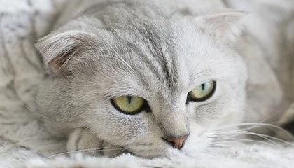 “九游app_ 乔丹的传世经典：永不褪色的篮球神话”，乔丹篮球经典集锦